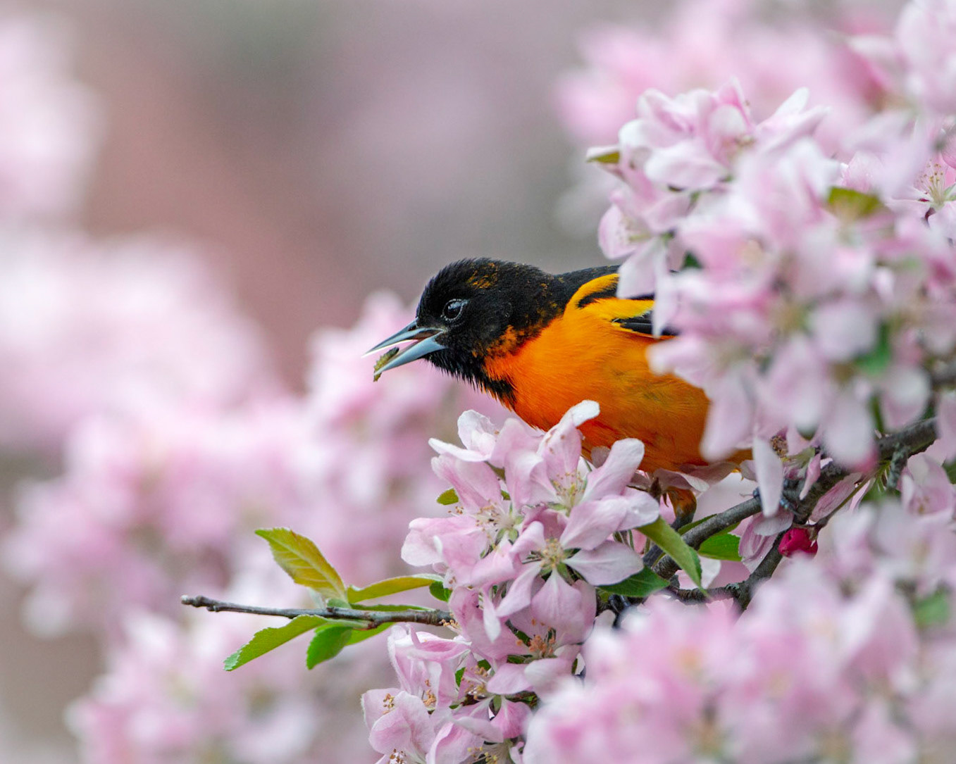 Baltimore oriole with caterpillar