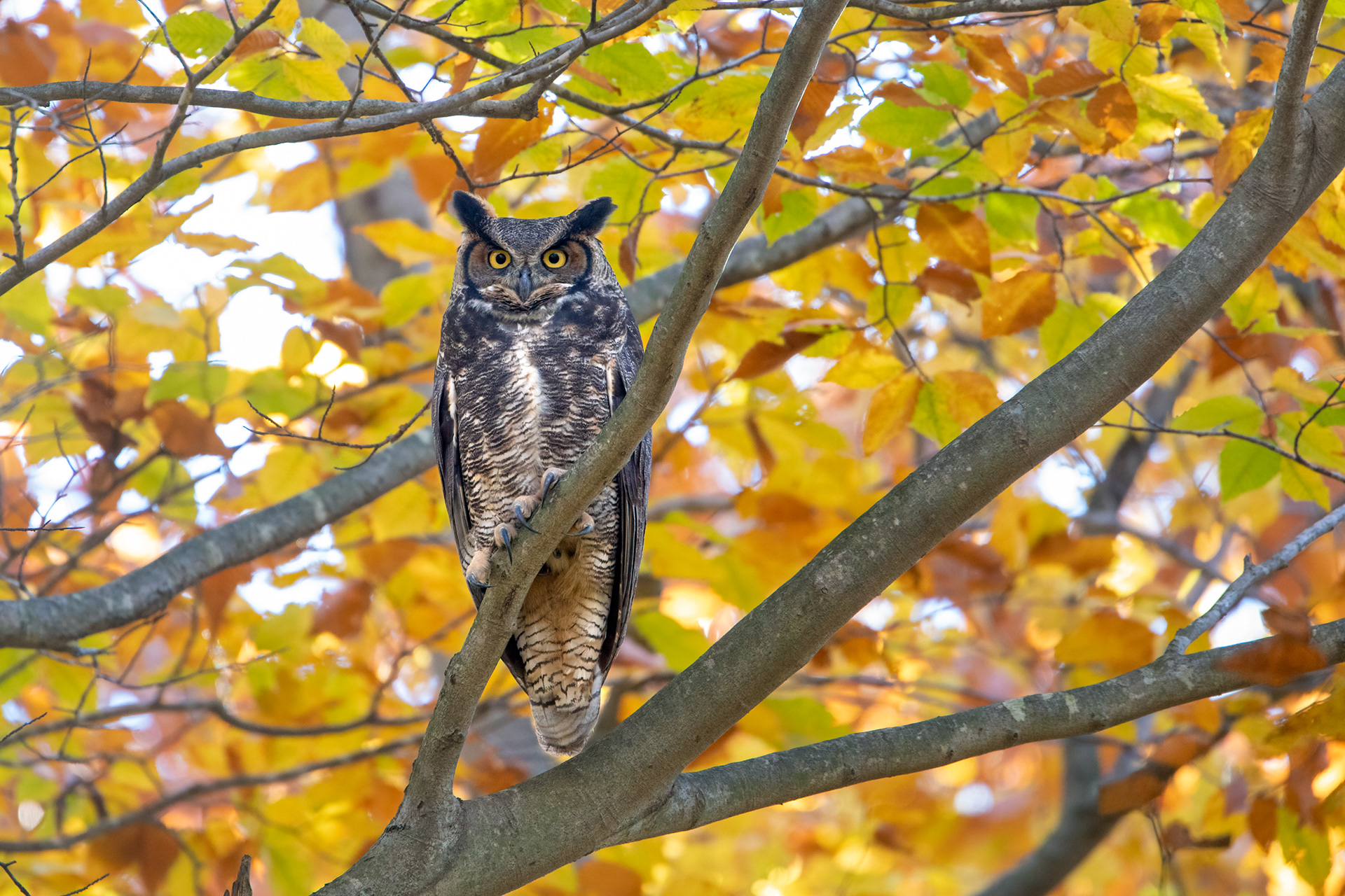 Great Horned Owl...East Hartford, CT