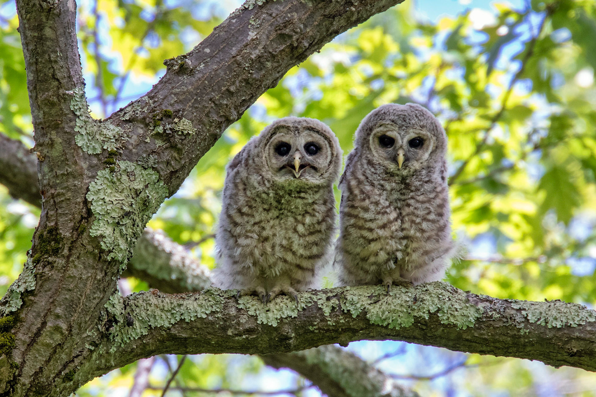 Barred Owlets-Goshen, CT