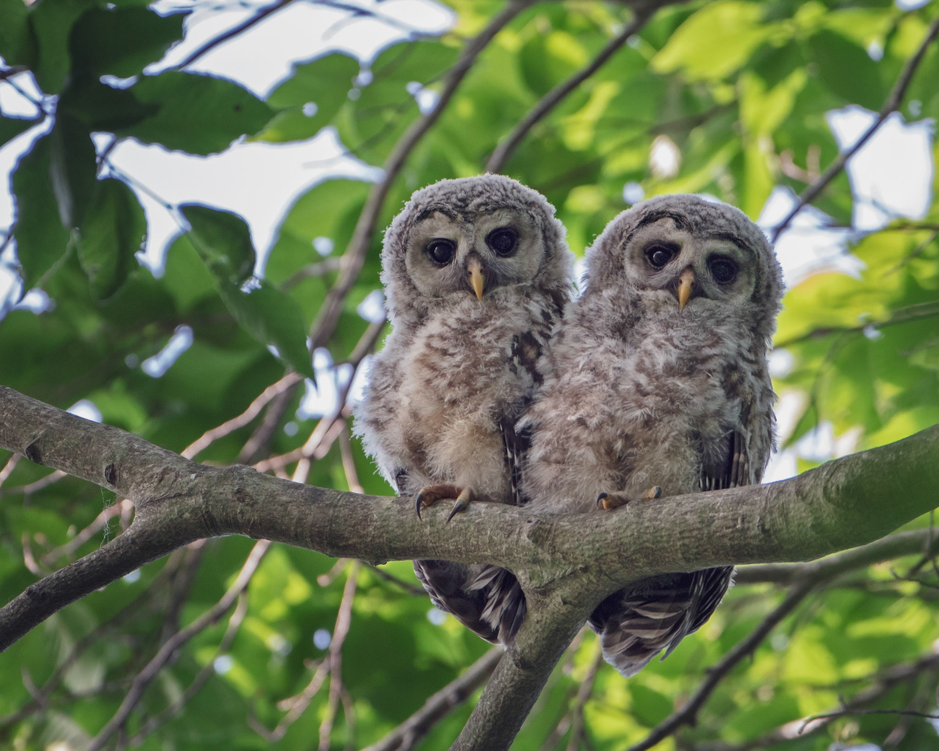 Barred owlets