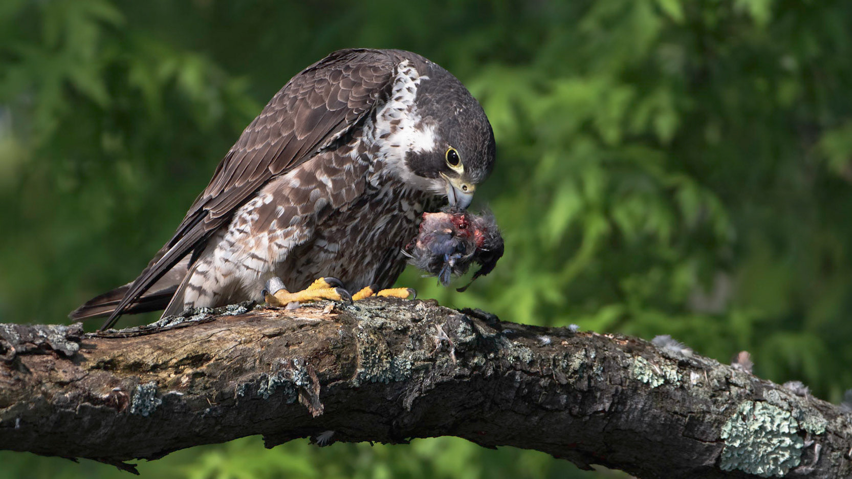 Peregrine Falcon with prey