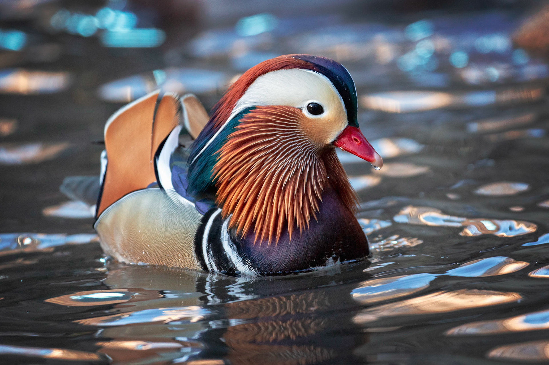 Mandarin Duck in Central Park, New York City