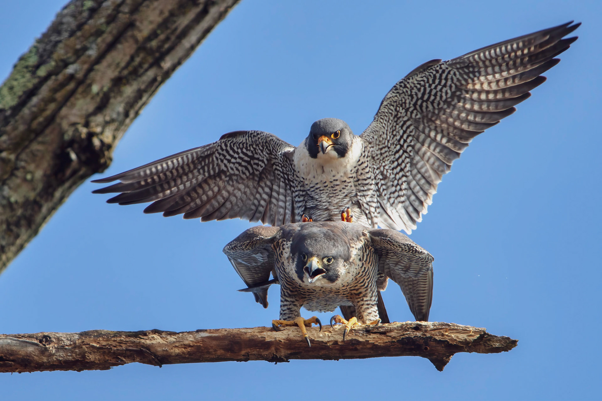 Peregrine Falcons Mating