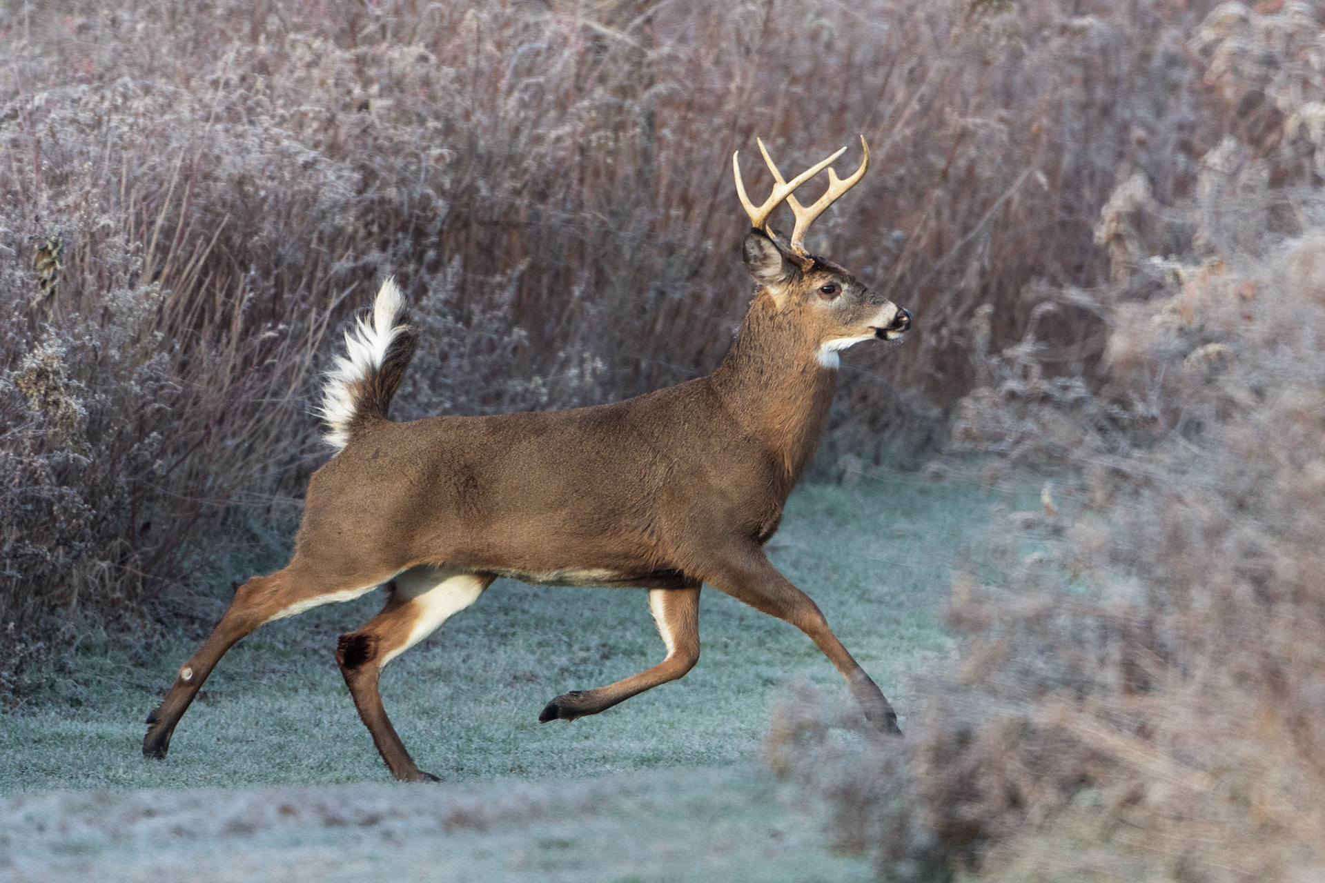 White Tail Buck