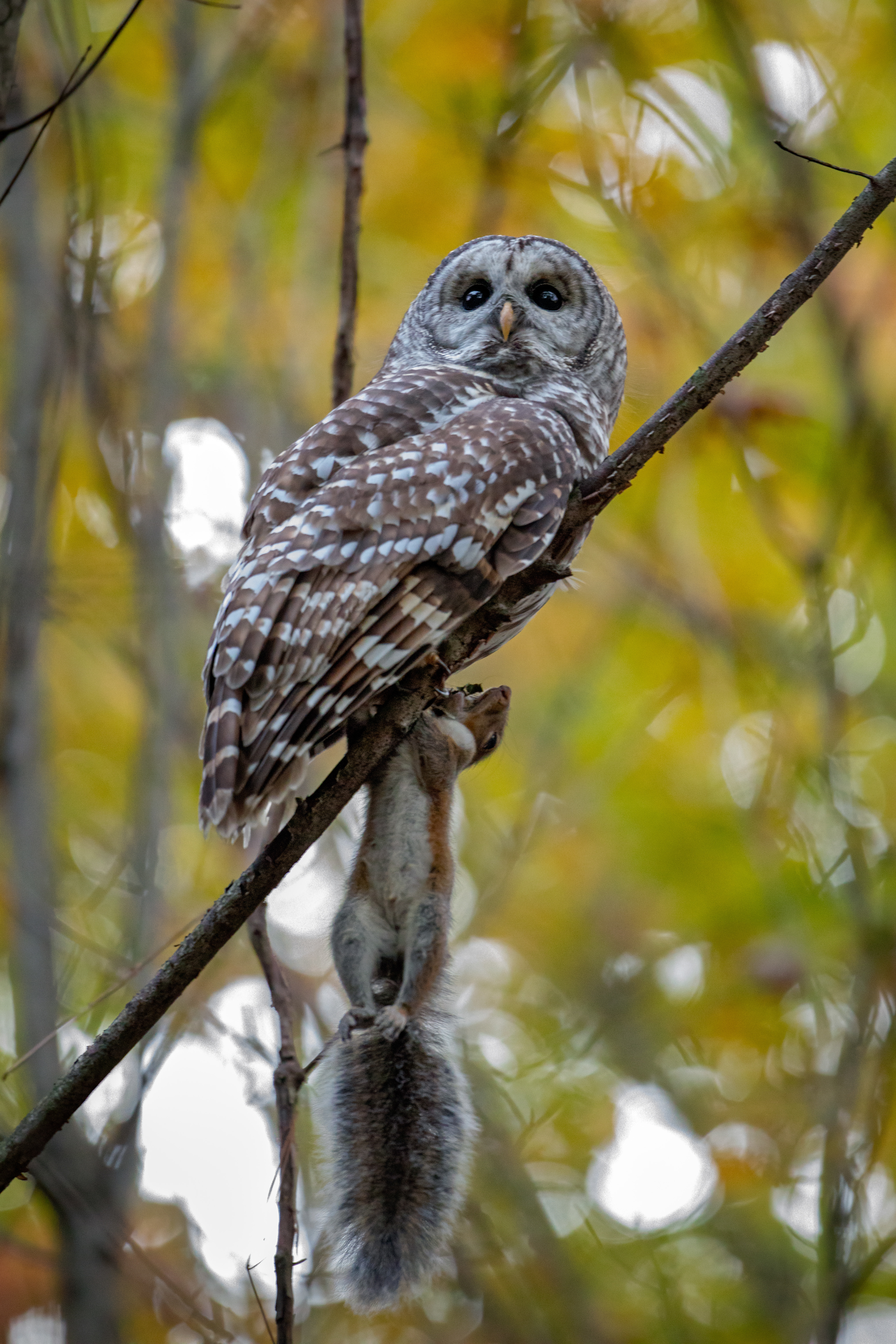 Barred Owl with Prey