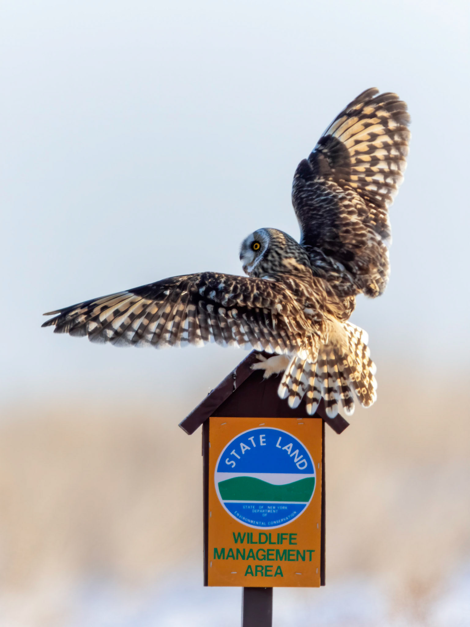 Short eared owl- New York