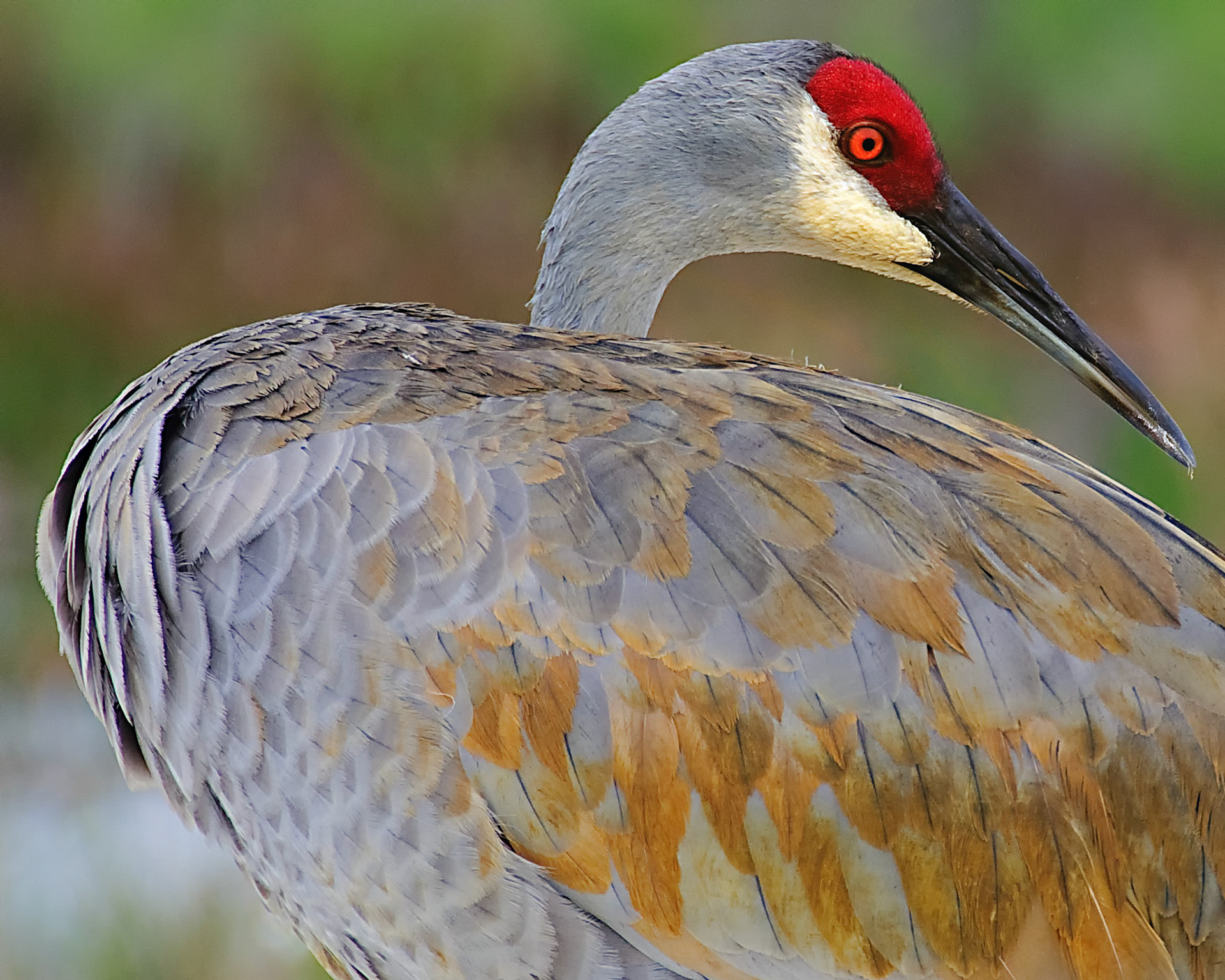 Sand Hill Crane