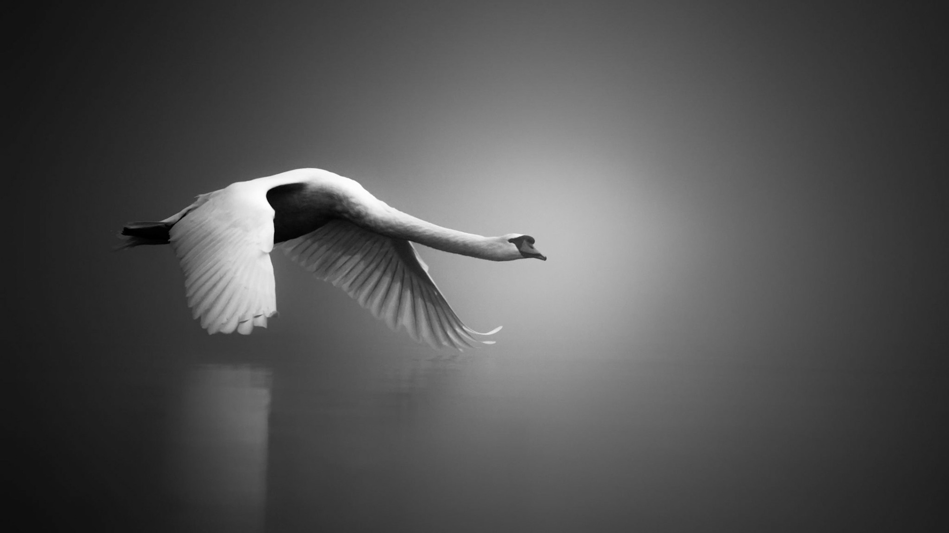 Swan in fog