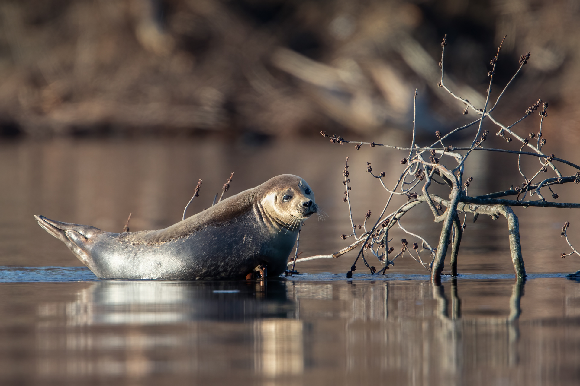 Harbor Seal...Connecticut River