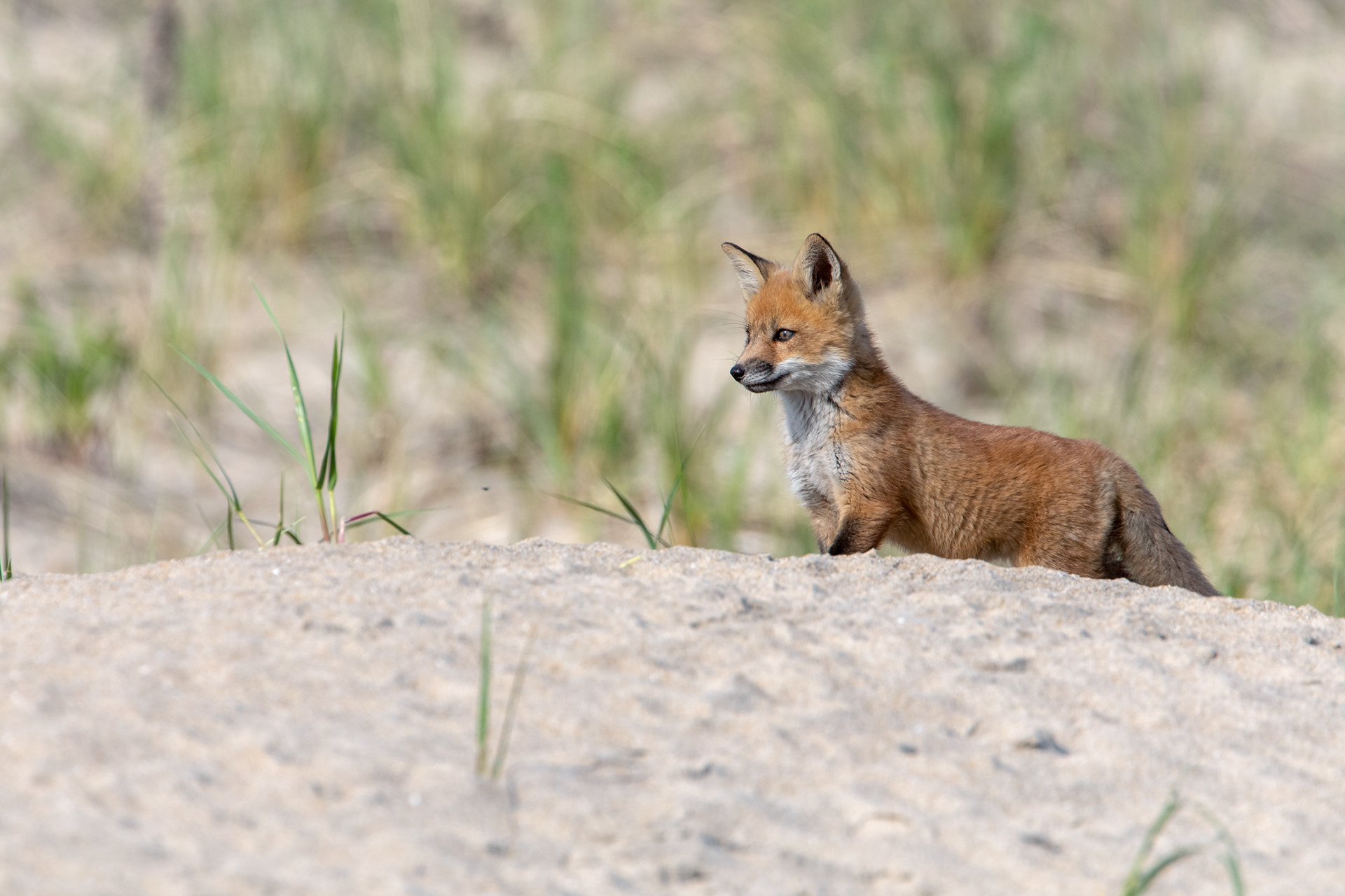 Fox Kit...New Jersey Shore