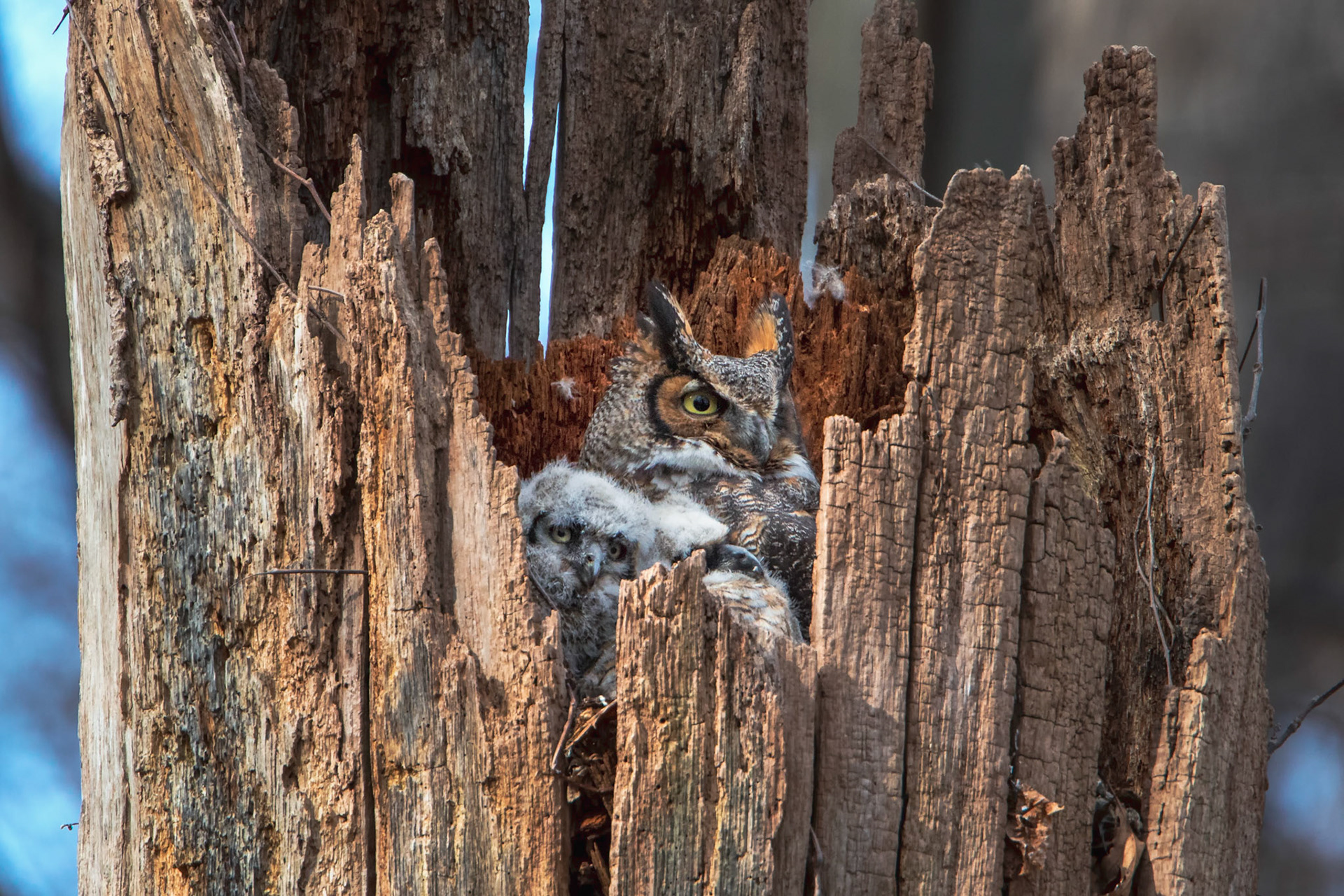 Great horned owl with babies