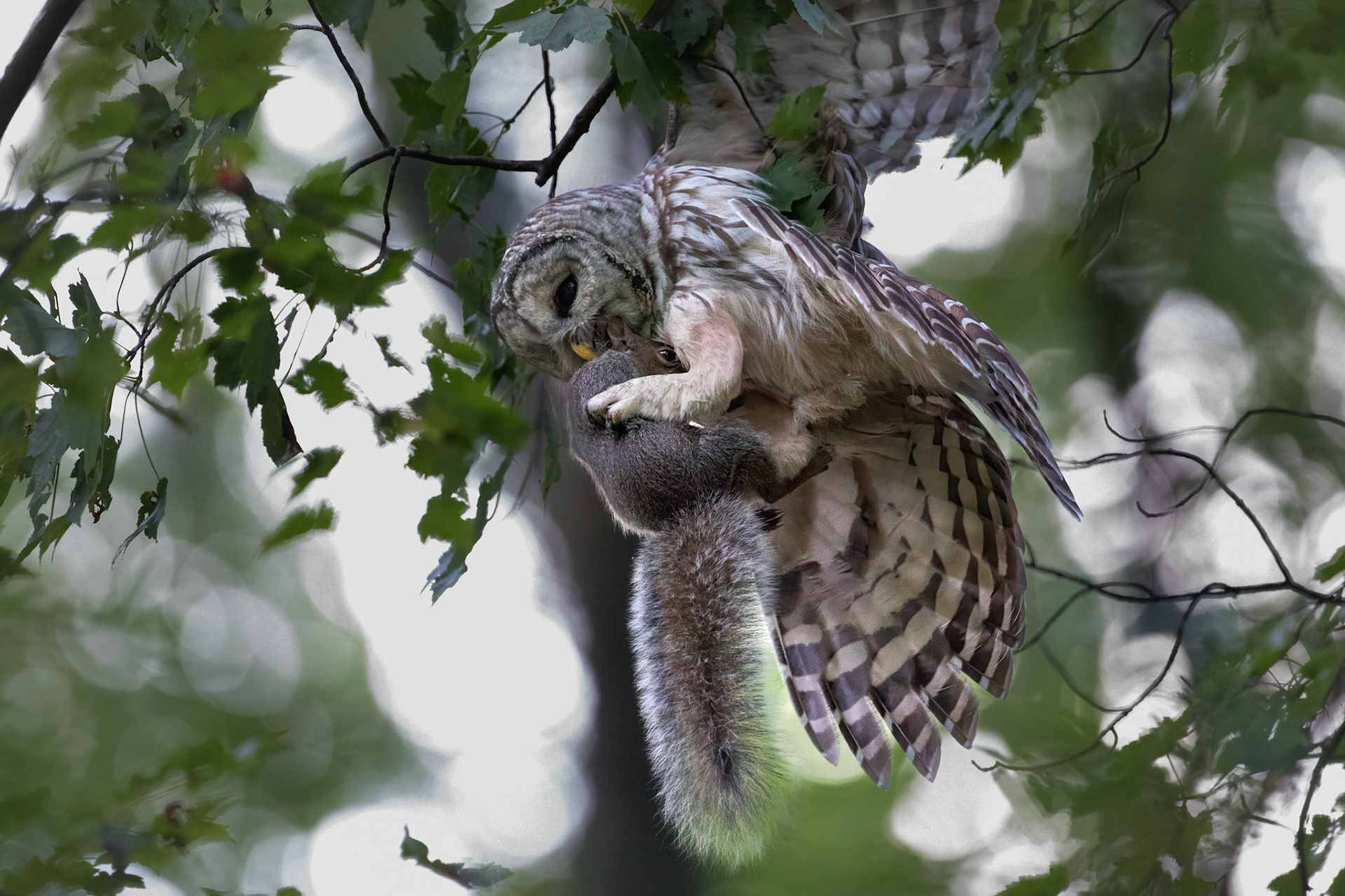 Wild Life