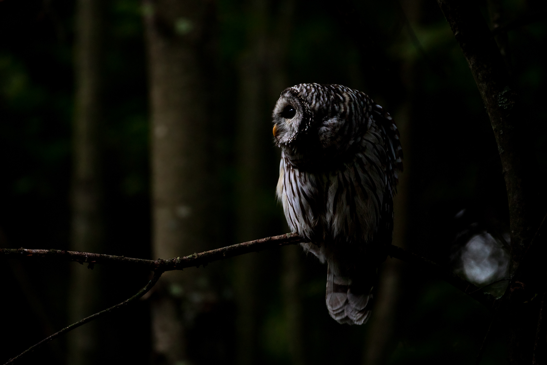Barred Owl at First Light