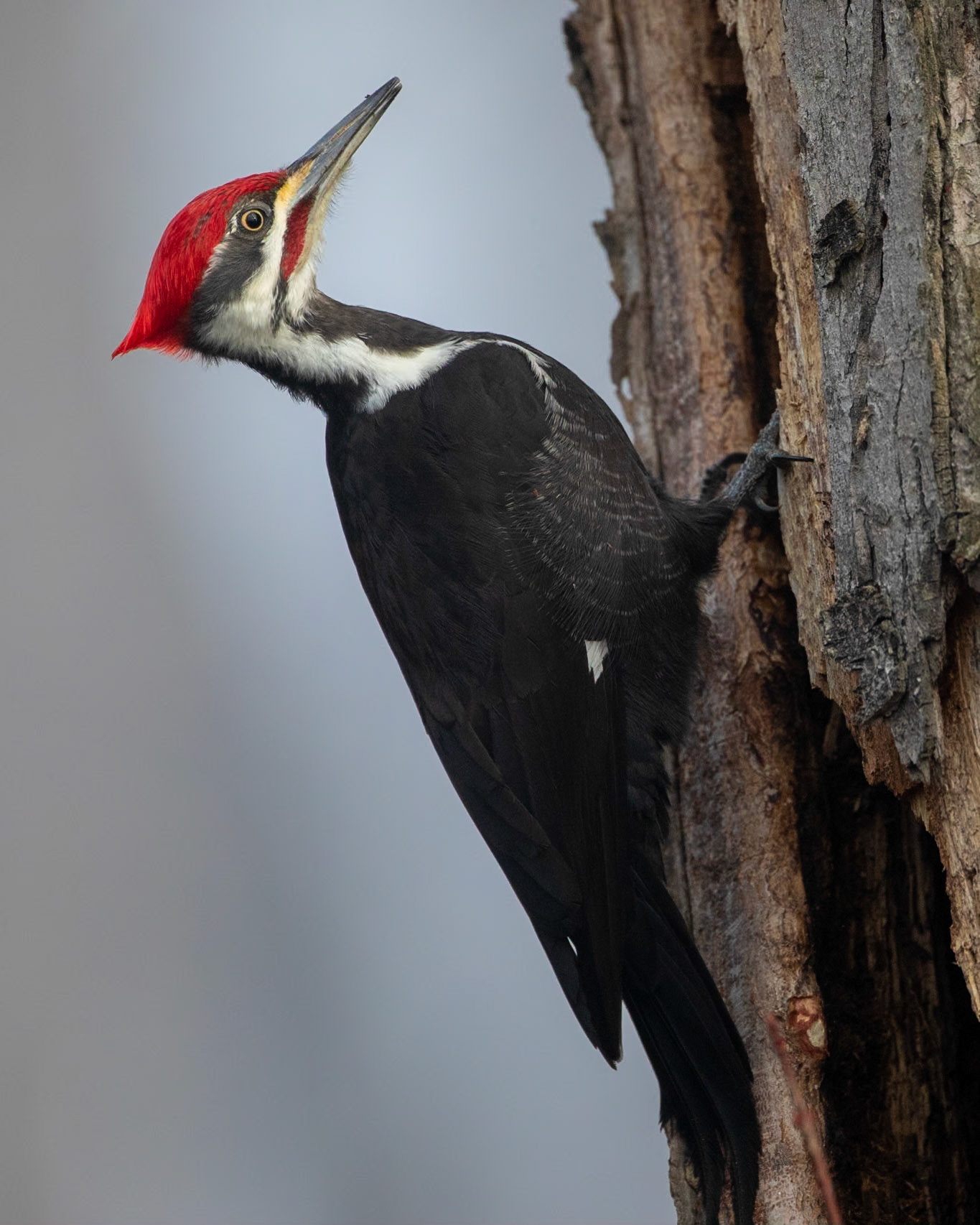 Woodpecker on a foggy morning