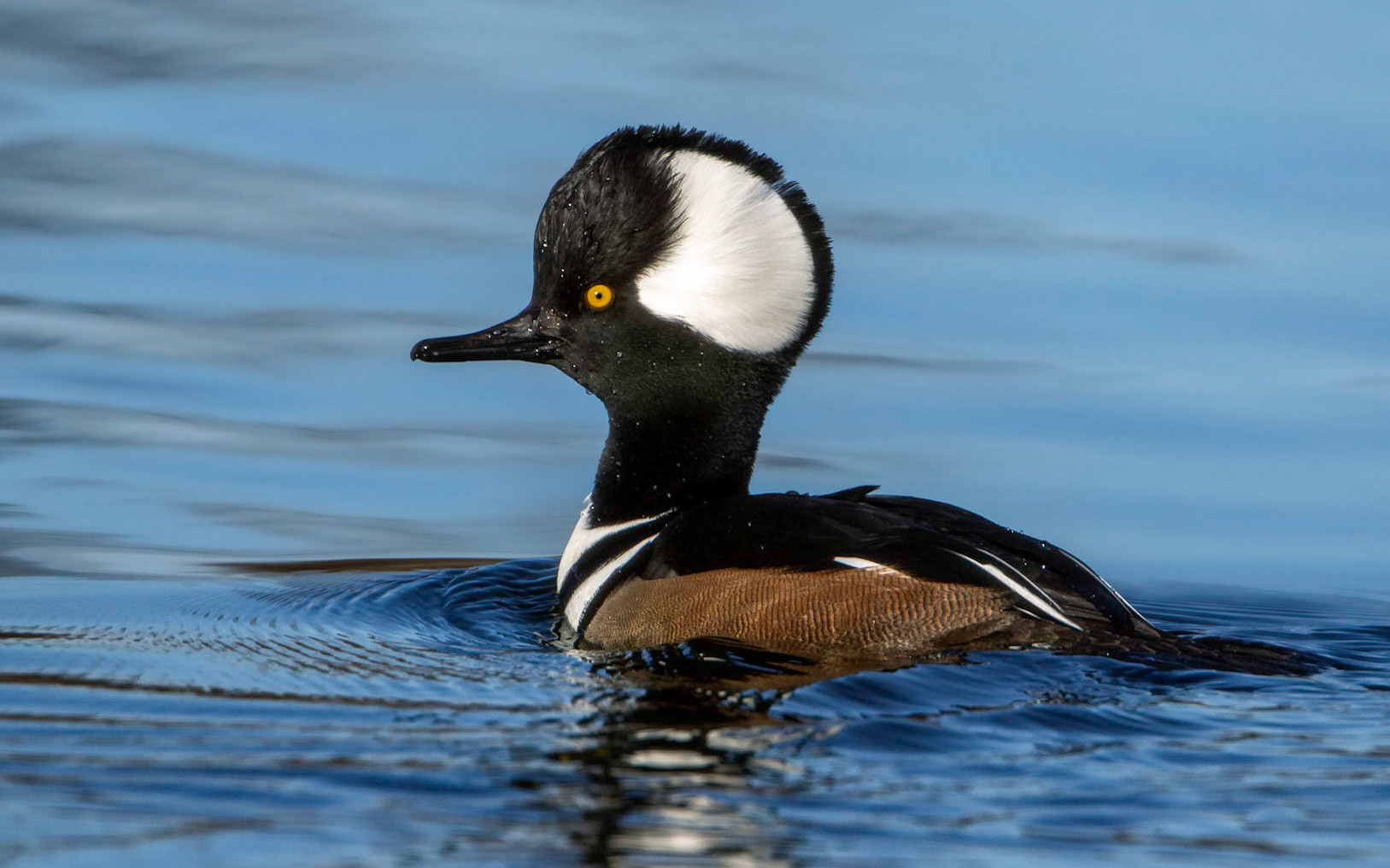 Hooded Merganser