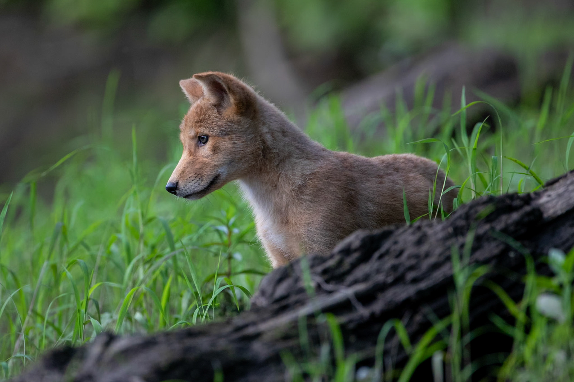 Coyote pup along the Farmington River