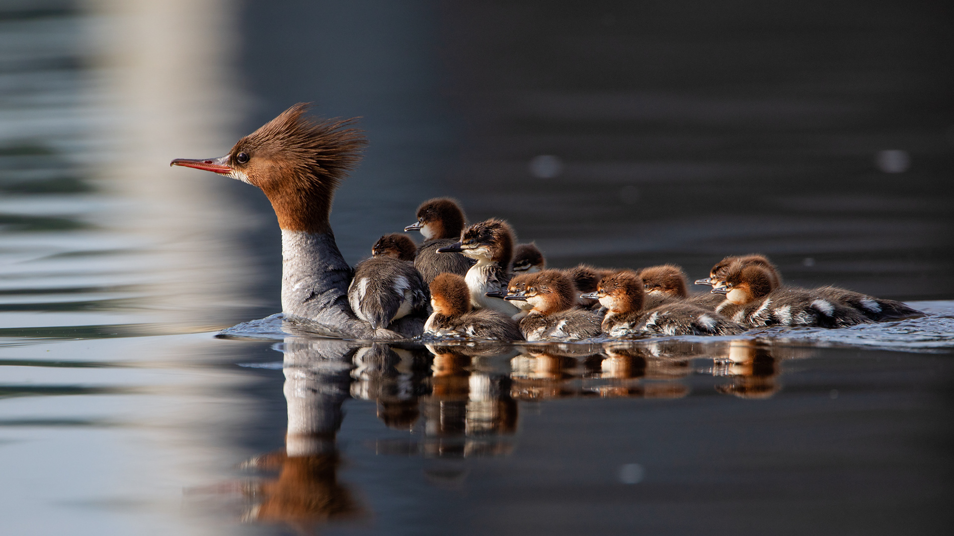 Bakers Dozen...mergansers on the CT River