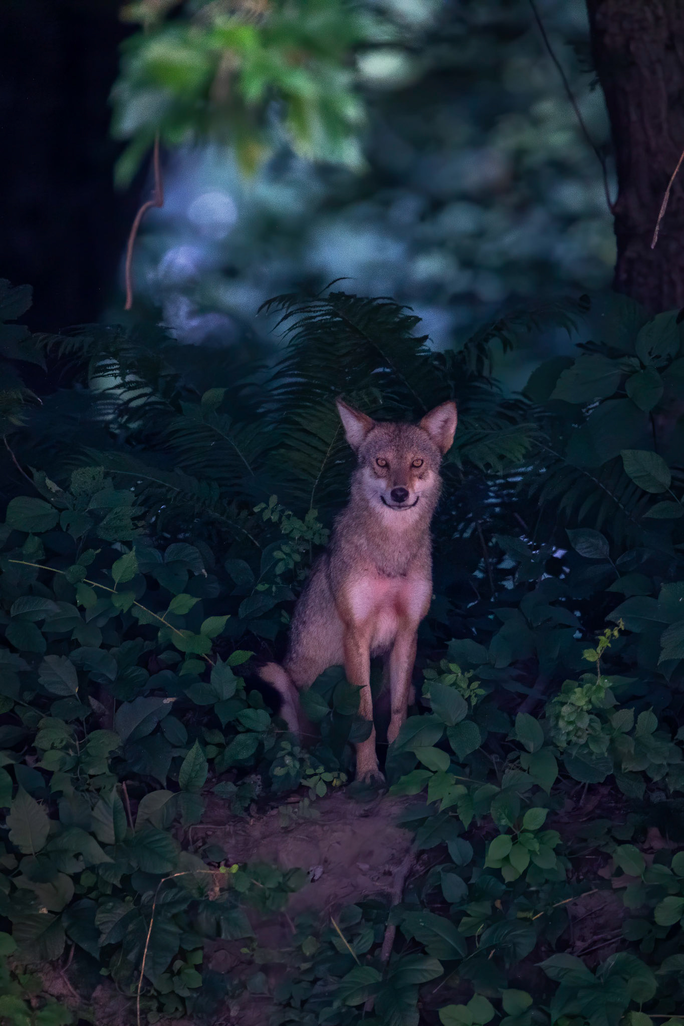 Coyote on the Island