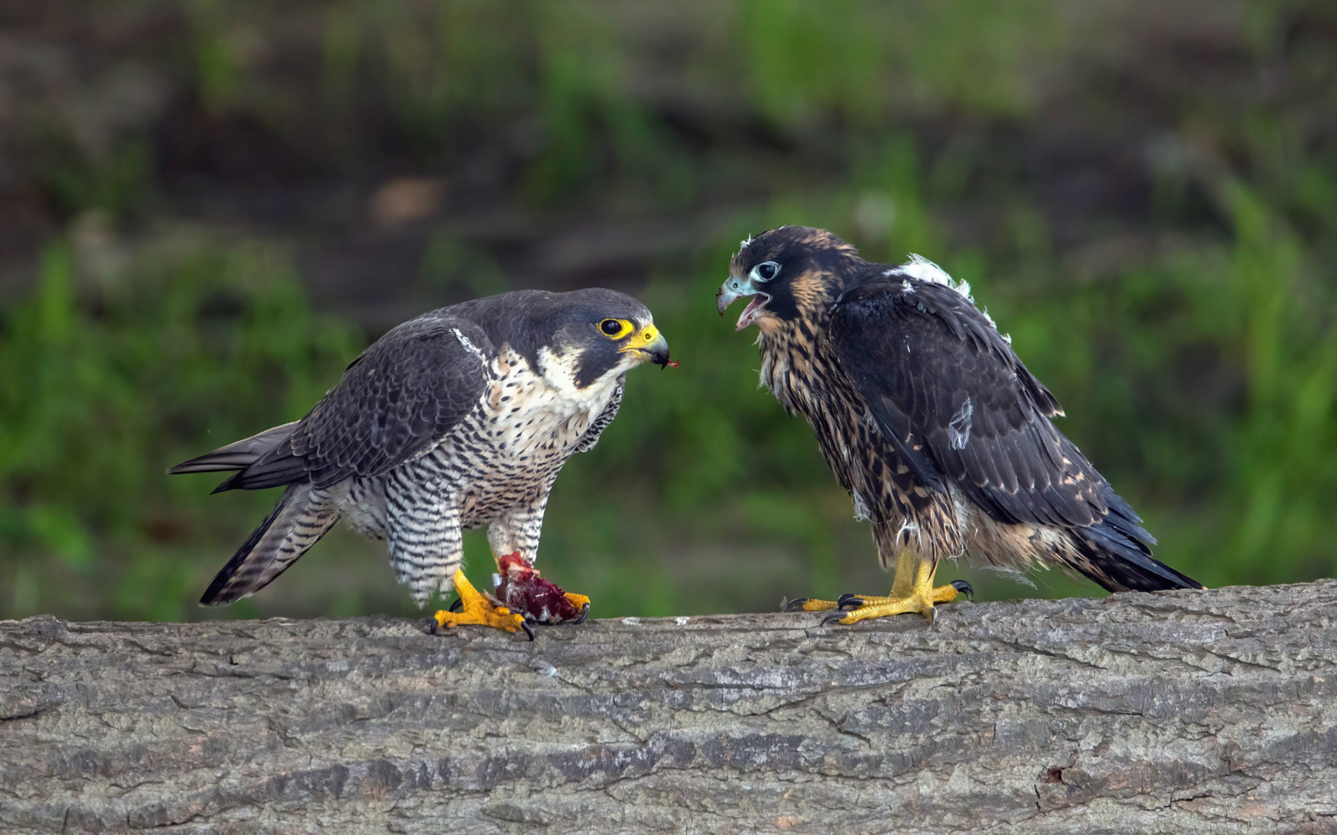 Peregrine Falcon Feeding Baby-Glastonbury, CT