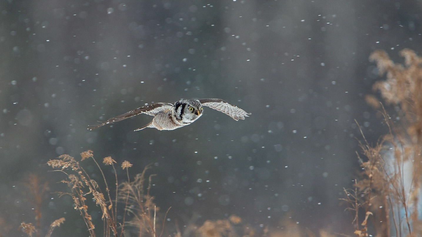 Northern hawk owl