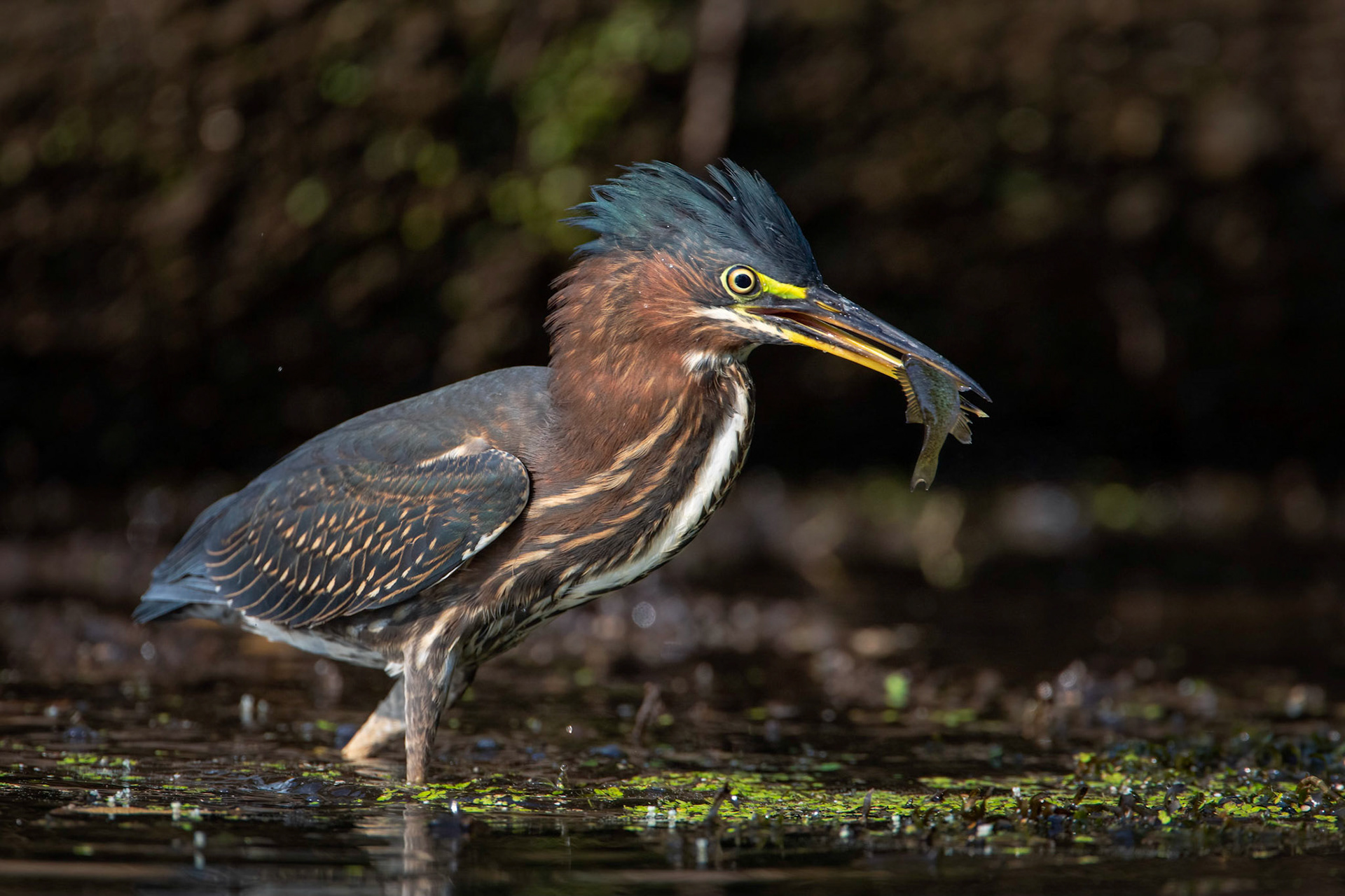 Green Heron with catch