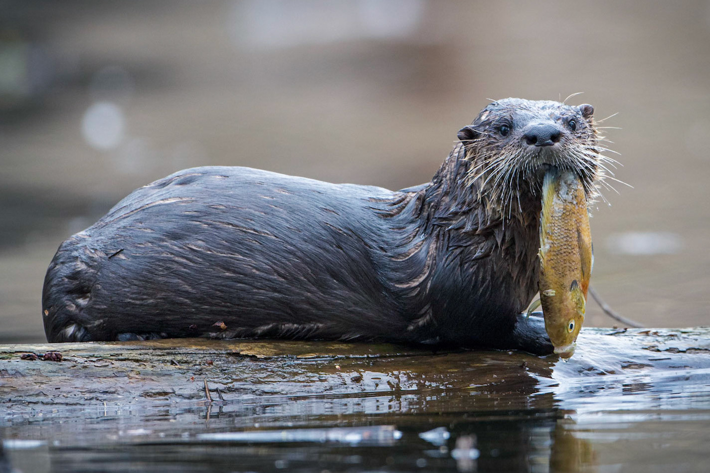River otter with fish