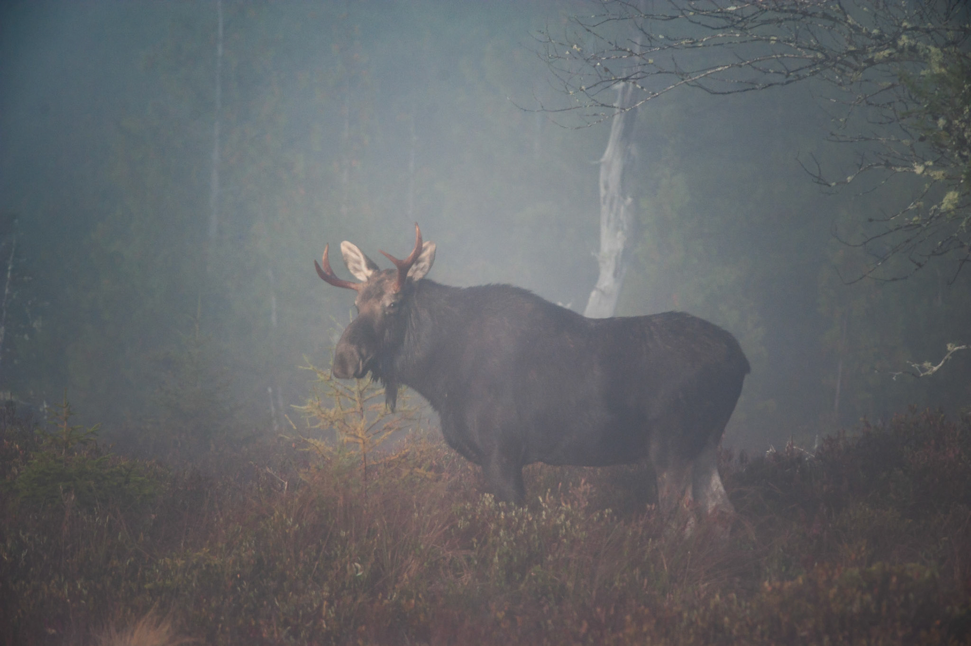 Bull Moose in Fog...Maine