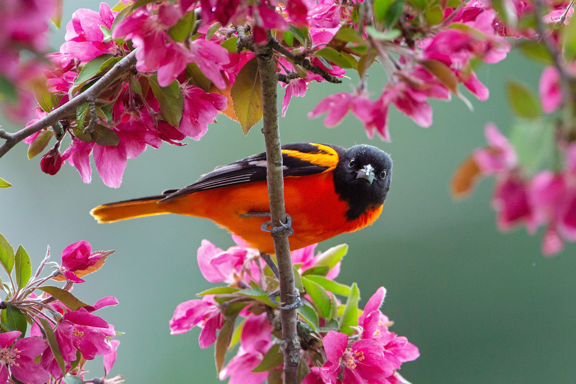 Baltimore Oriole in cherry tree. Manchester, CT
