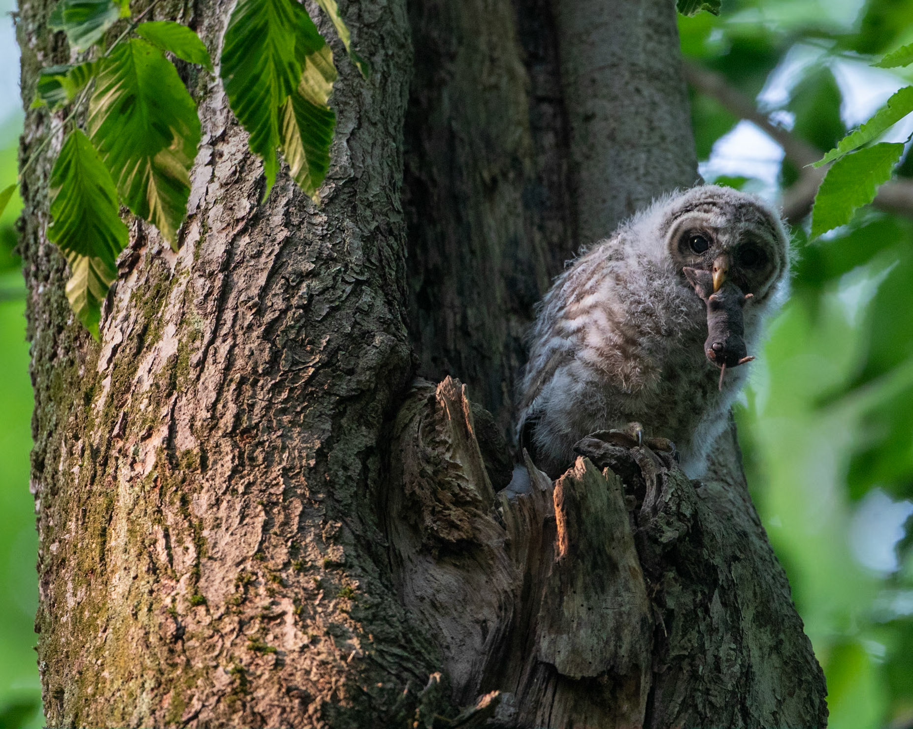 Barred owlet with a mole