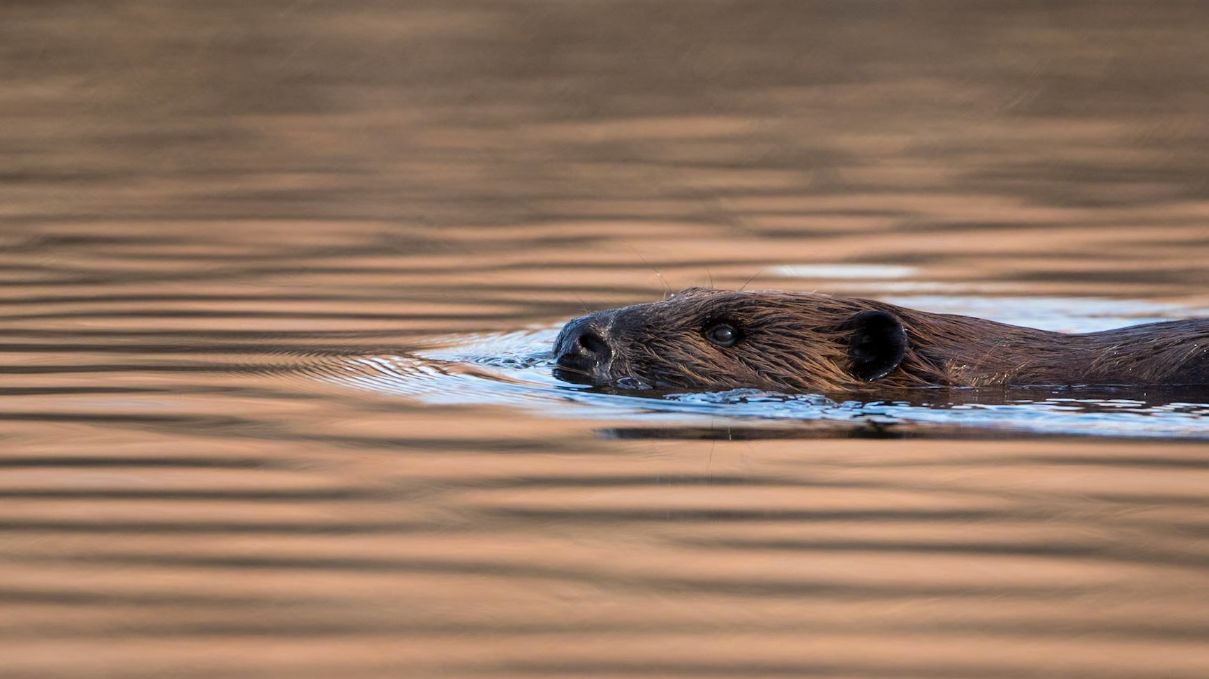 Beaver Shot