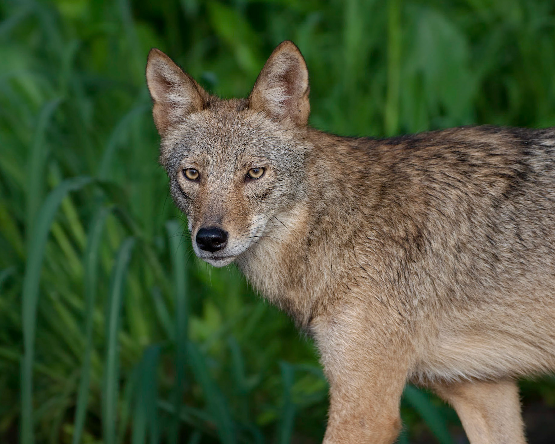 Coyote