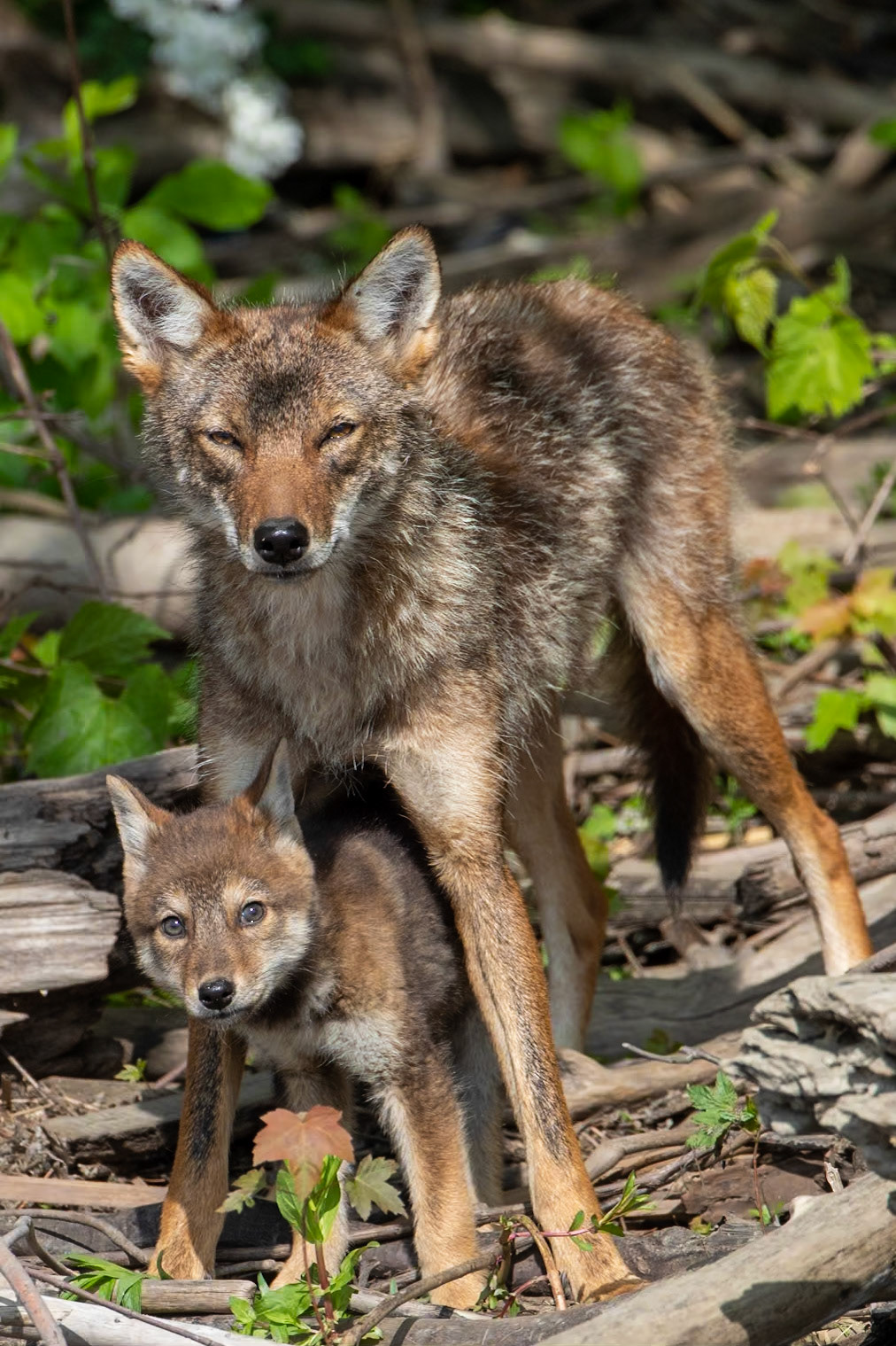 Coyote Mom & Pup
