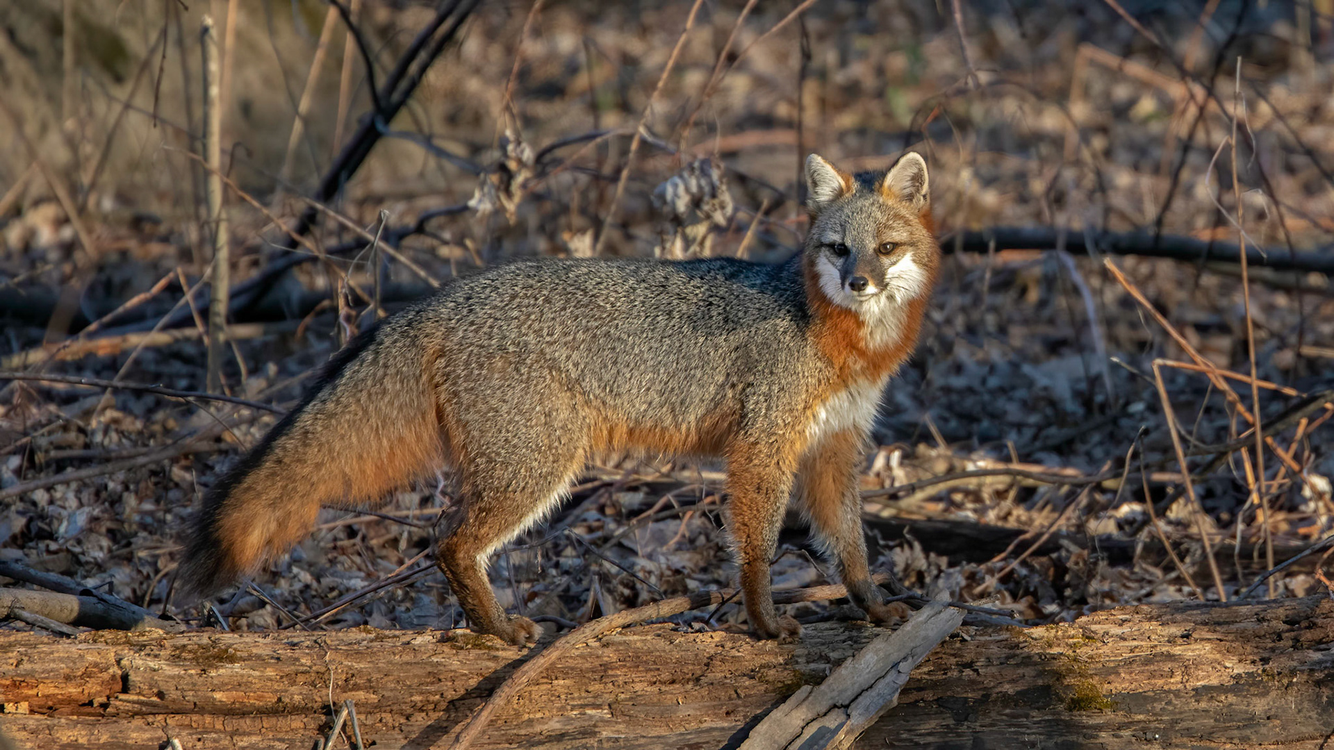 Gray Fox- Windsor, CT