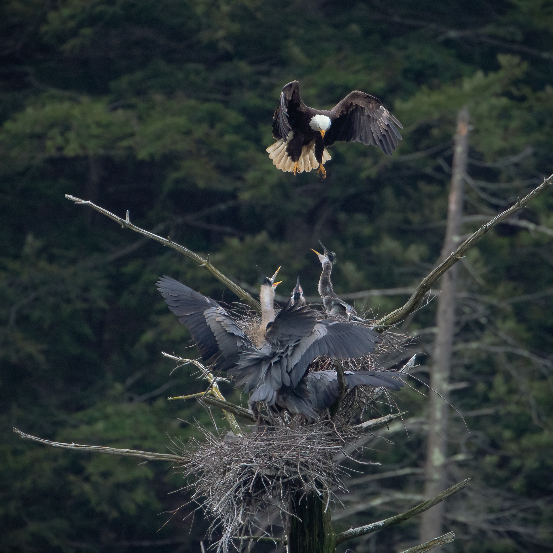 The sound from this scene was right out of Jurassic Park. Bald Eagle looking for some easy pickings...Great blue heron chicks