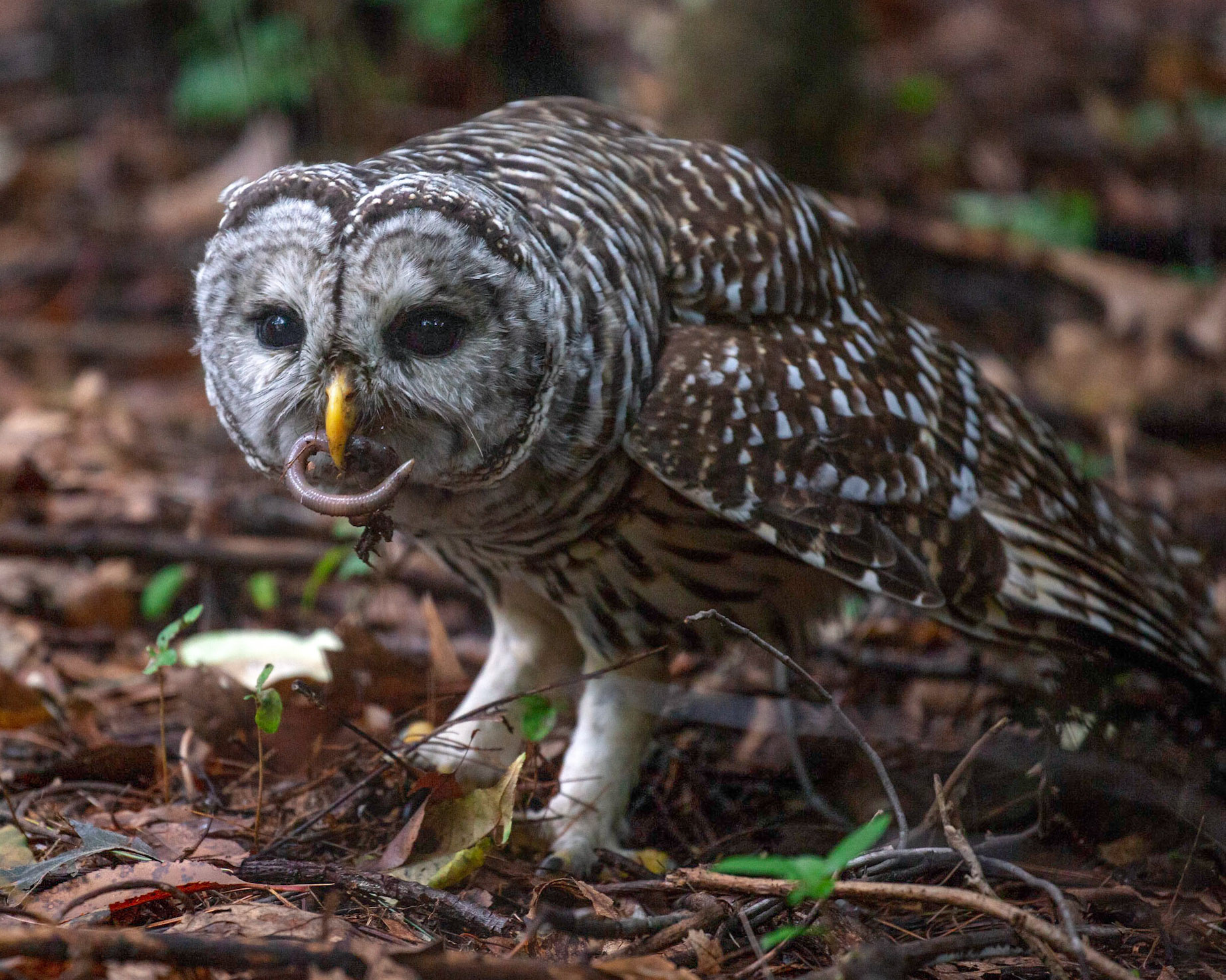 Owls eat worms