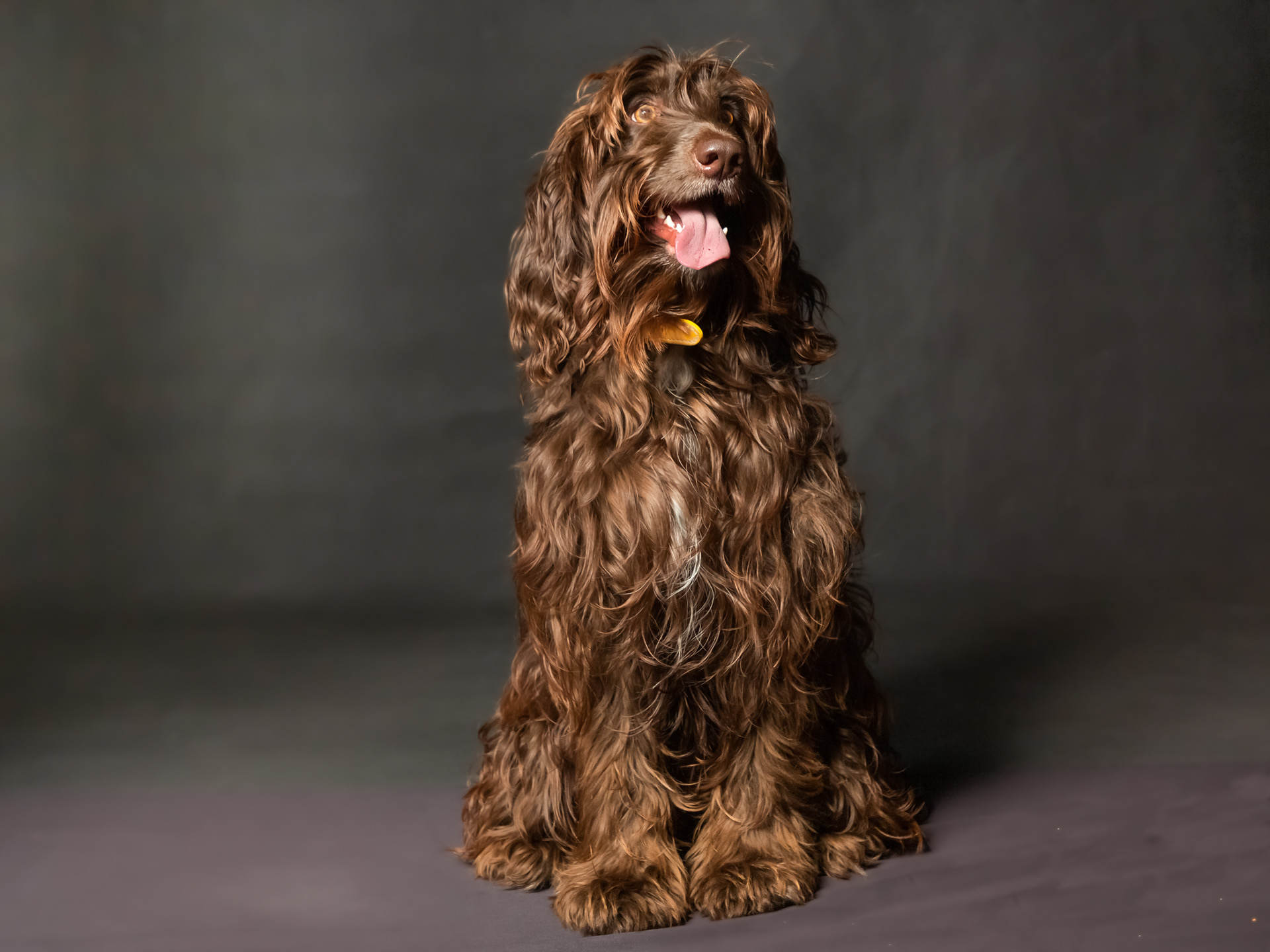 Bertie ~ Cockapoo