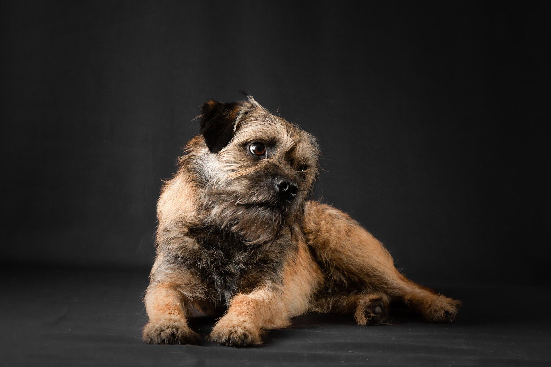Henry ~ Border Terrier