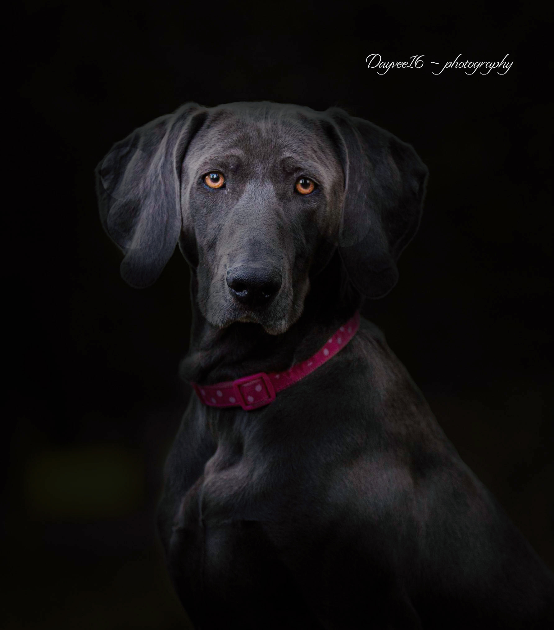 Louloo ~ Weimaraner