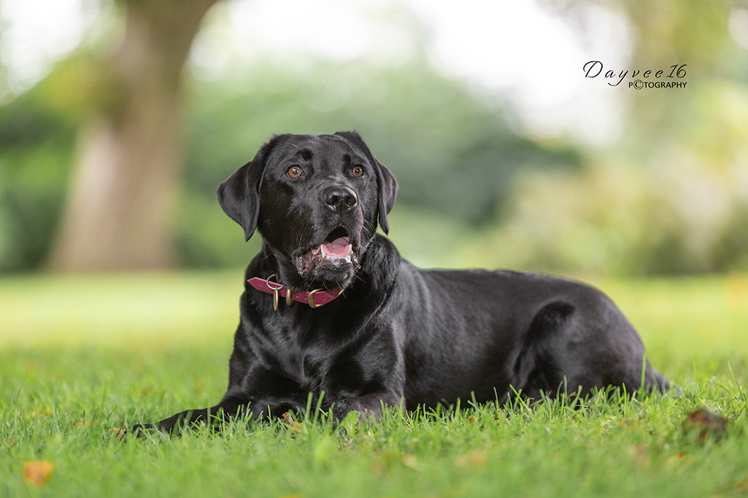 Norah ~ Black Labrador