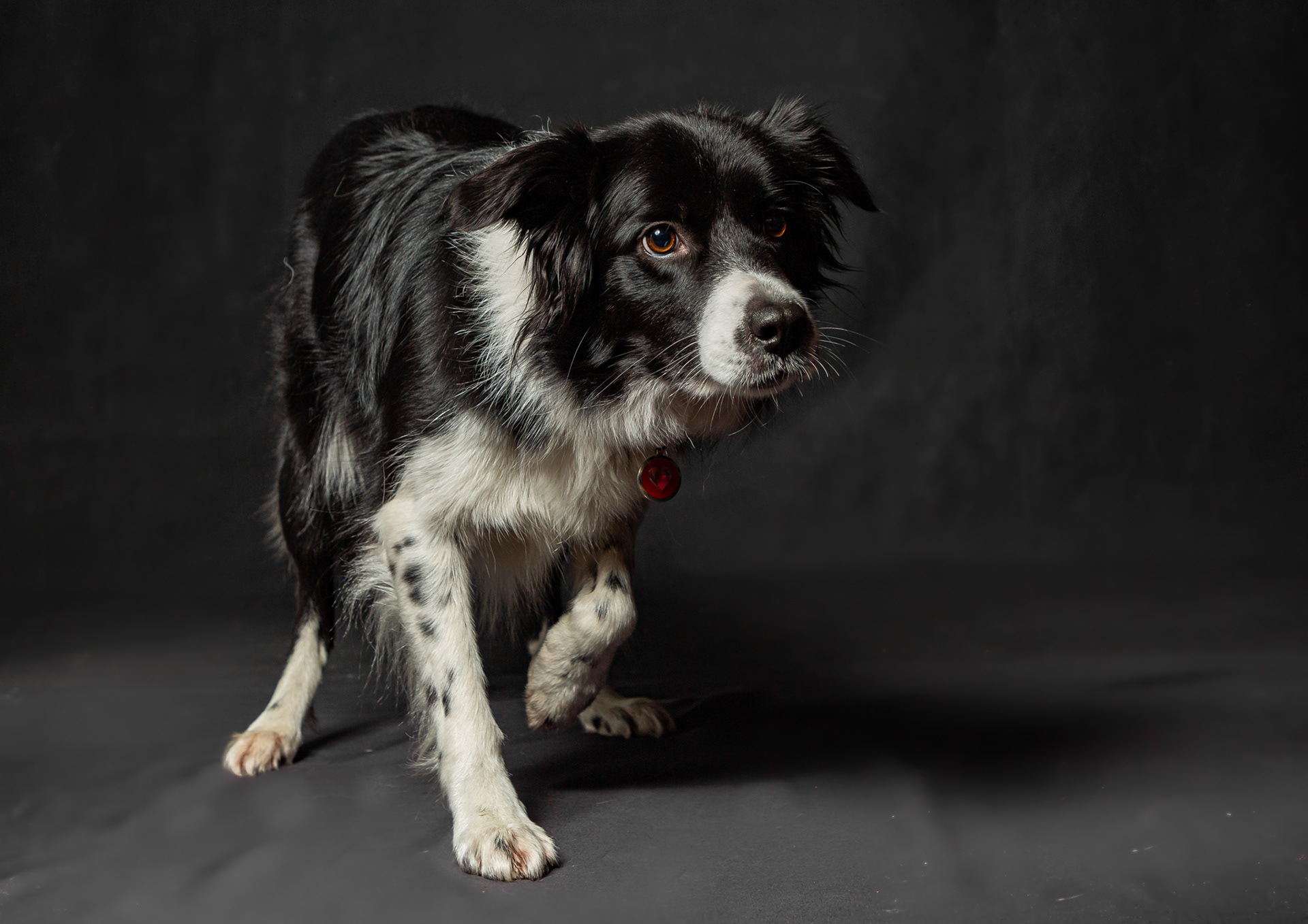 Phoebe ~ Border Collie