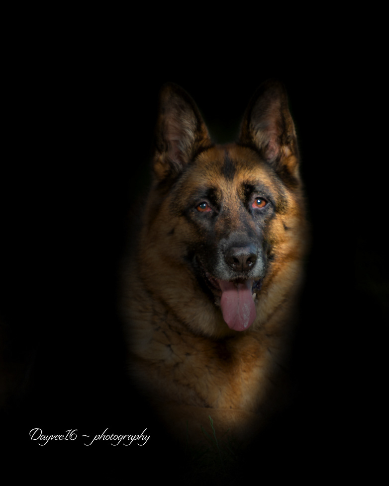 Meg ~ German Shepherd