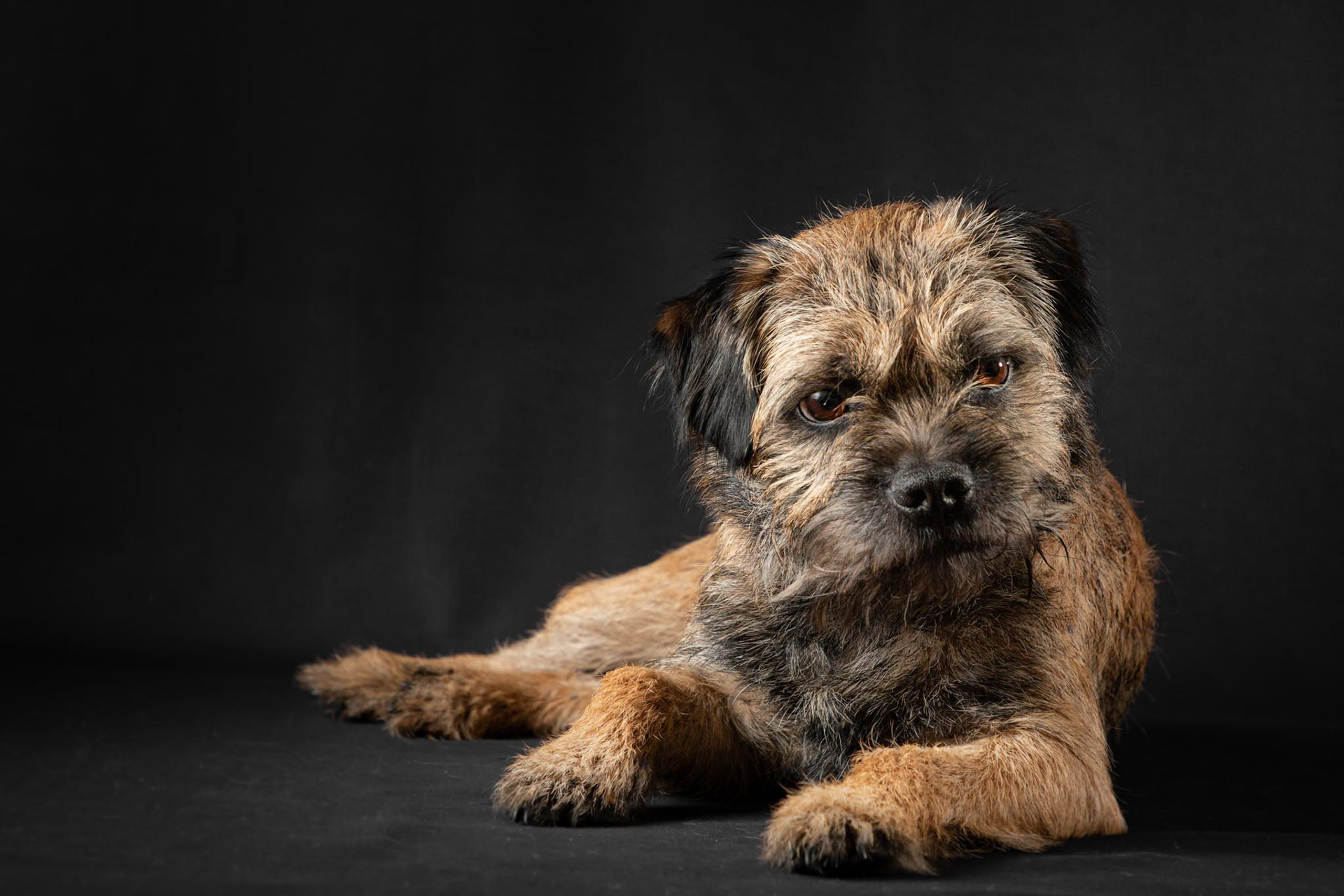 Henry ~ Border Terrier
