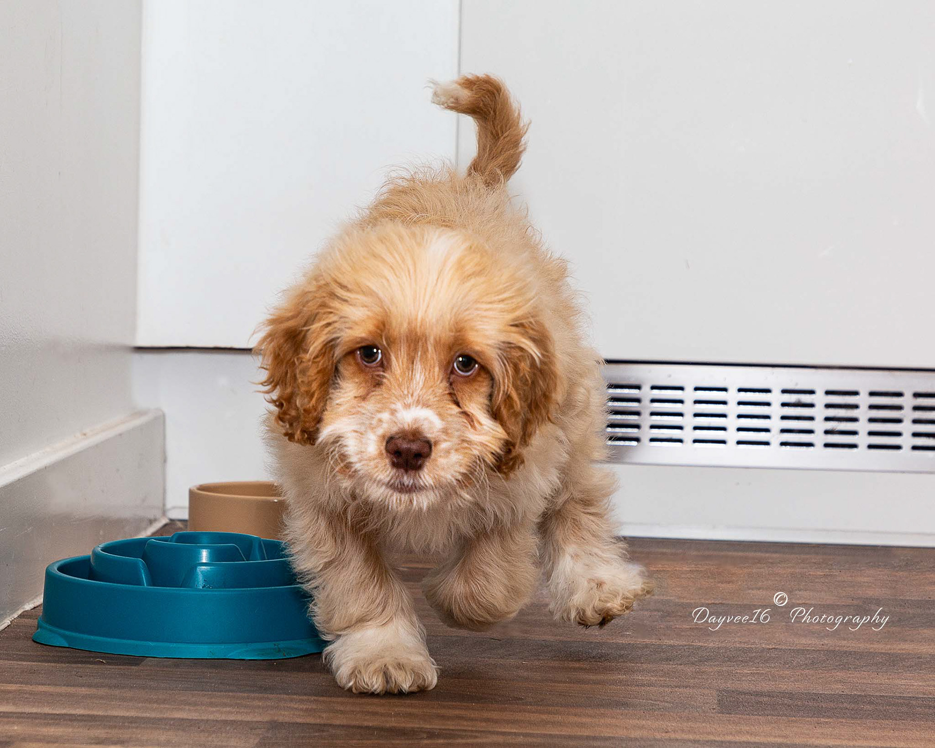 Teddy ~ Cockapoo