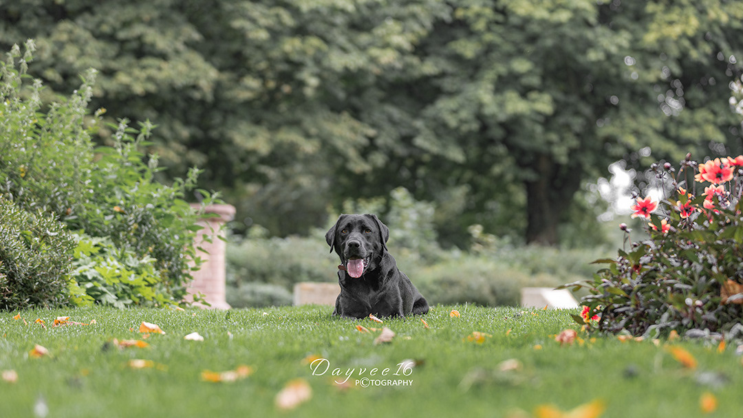 Norah ~ Black Labrador