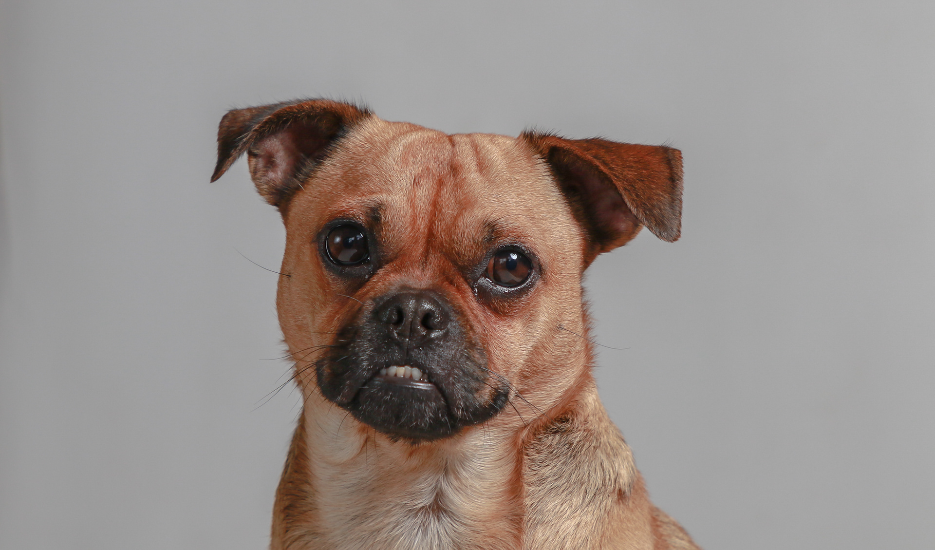 Teddy ~ French Bulldog
