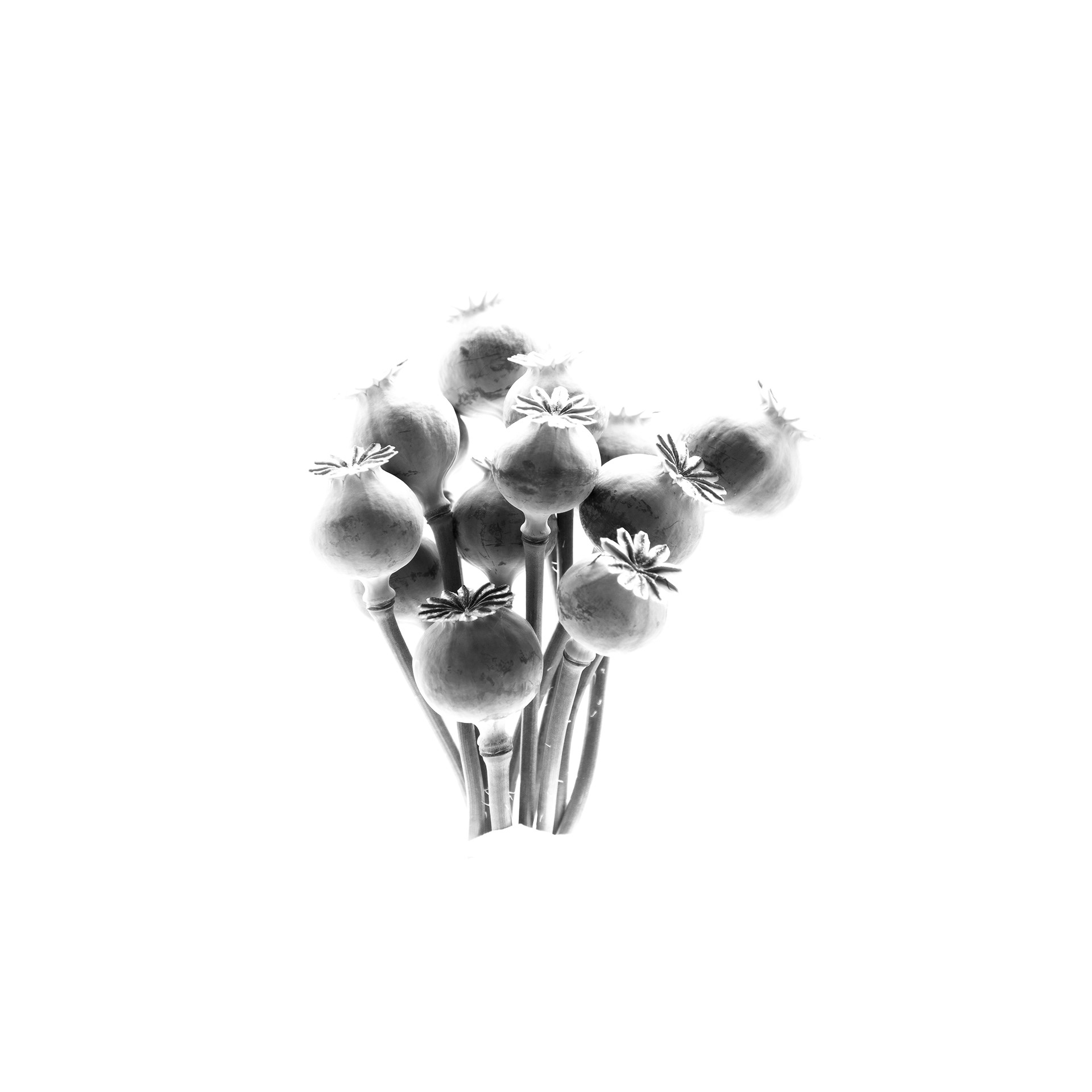 Poppy Heads