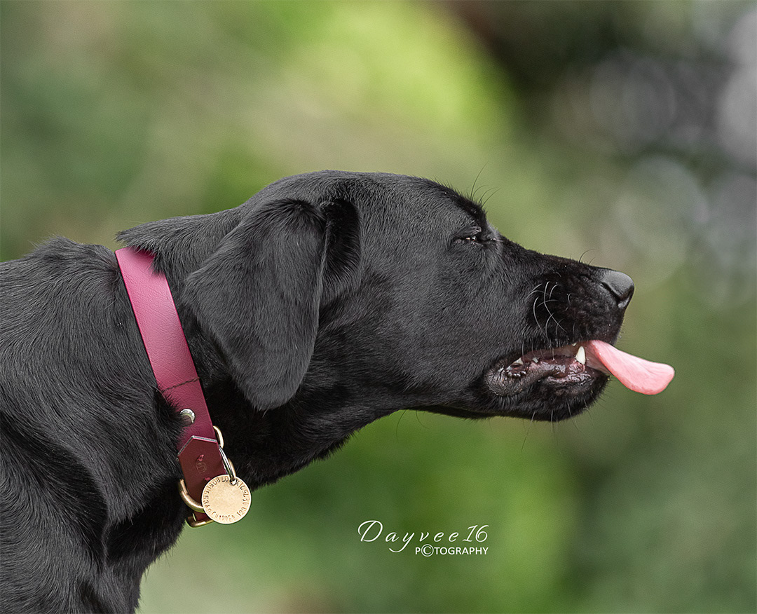 Norah ~ Black Labrador