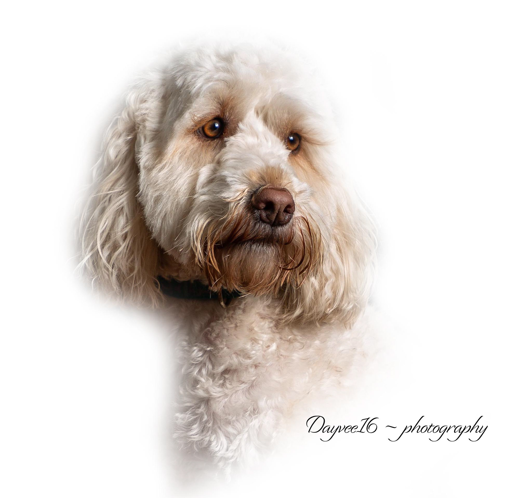 Riley ~ Cockapoo