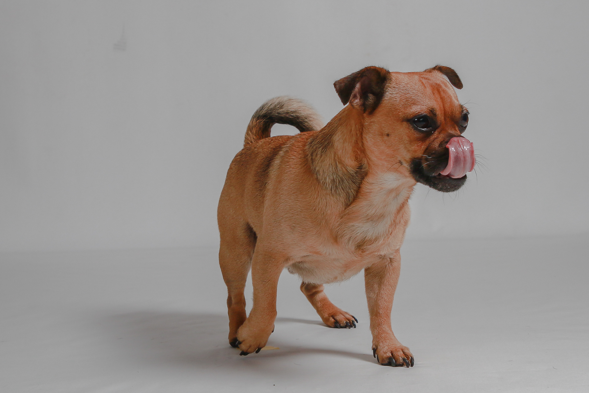 Teddy ~ French Bulldog