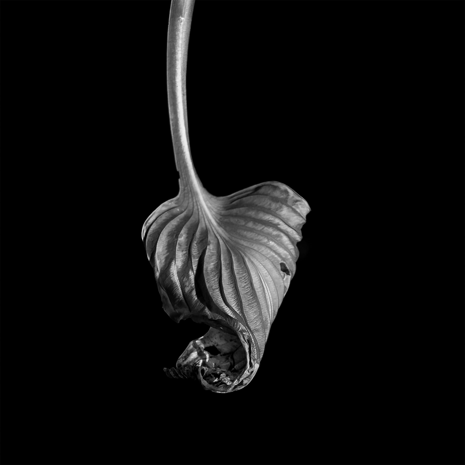 Hosta